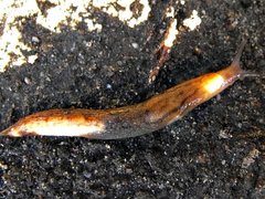 Ambigolimax