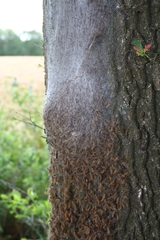 Thaumetopoea processionea