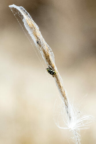 iNaturalist observation photo of Spotted Cucumber Beetle