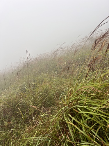 Chinese silver grass