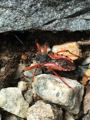 Rhynocoris ventralis