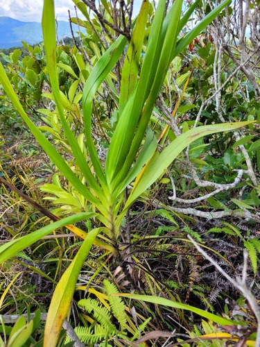 Rhuacophila javanica observed 2024-09-22