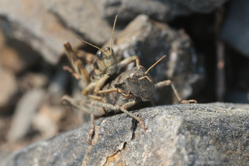 Olympic Grasshopper