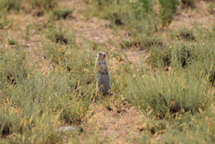 Spermophilus xanthoprymnus