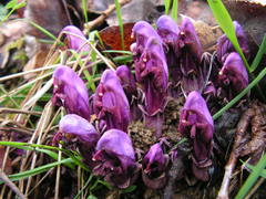 Lathraea clandestina