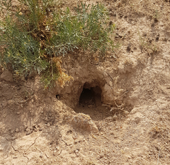 Spermophilus xanthoprymnus