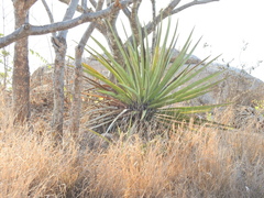 Agave rhodacantha