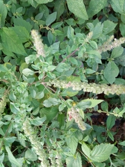 Ocimum americanum