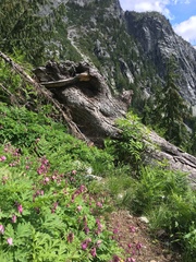 Dicentra formosa formosa