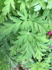 Dicentra formosa formosa