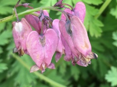 Dicentra formosa formosa