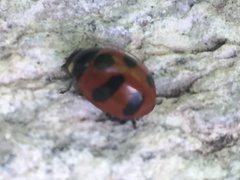 Coccinella monticola
