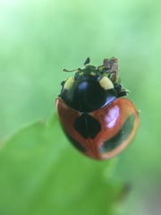 Coccinella monticola
