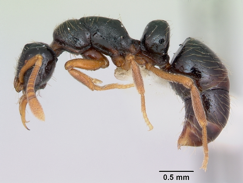 Thaumatomyrmex cochlearis