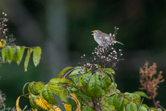 Ammodramus aurifrons