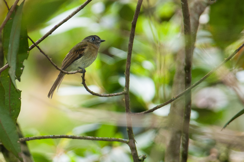 Inca Flycatcher