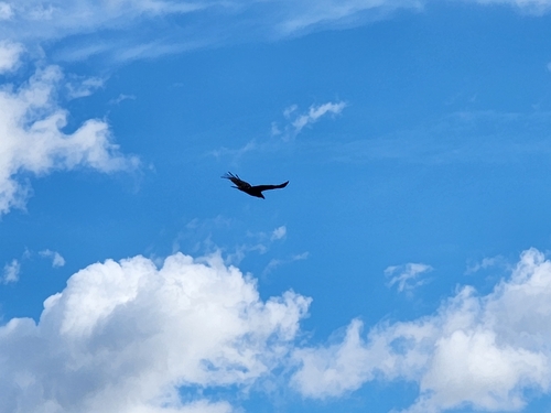 Eastern Turkey Vulture photographed in Indiana