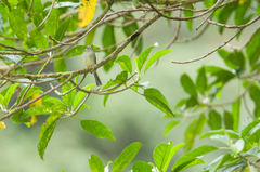 Pogonotriccus ophthalmicus