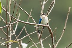 Iridophanes pulcherrimus