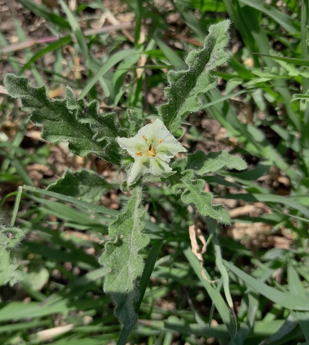 Chamaesaracha villosa