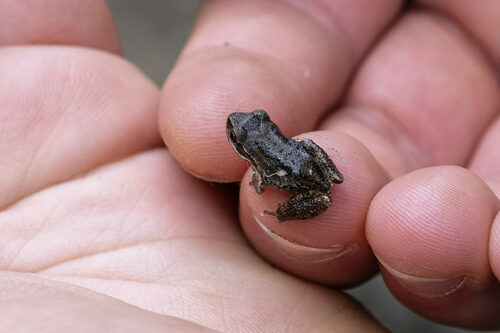 iNaturalist observation photo of Pacific chorus frog