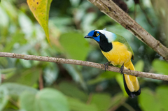 Cyanocorax yncas yncas