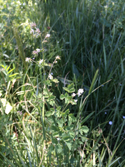 Thalictrum sparsiflorum