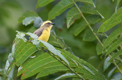 Conopias cinchoneti