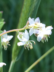 Thalictrum sparsiflorum