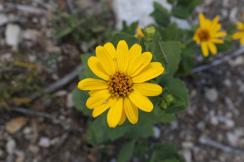 Image of Verbesina lindheimeri by (c) Reid Hardin, some rights reserved (CC BY)