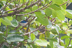 Iridophanes pulcherrimus