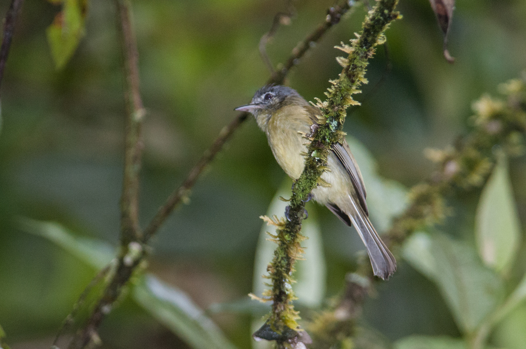 Orejerito de Anteojos, Pogonotriccus orbitalis
