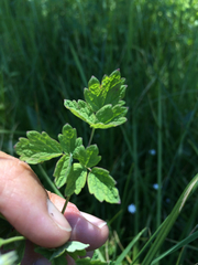 Thalictrum sparsiflorum