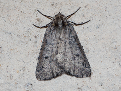 Eucaterva variaria