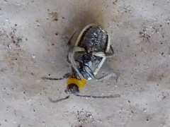 Acalymma trivittatum