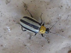 Acalymma trivittatum