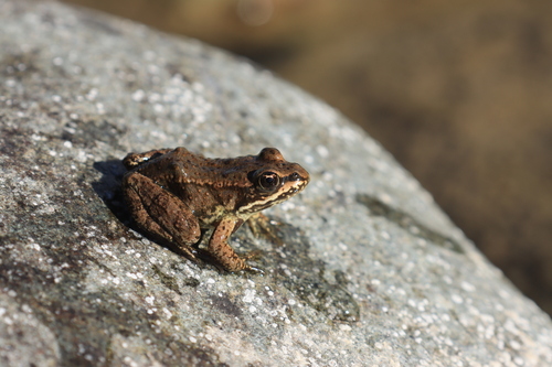 Columbia Spotted Frog