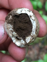 Handkea fumosa