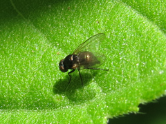 Agromyzinae