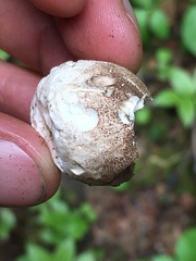 Handkea fumosa