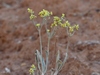 Eriogonum brevicaule canum - Photo (c) Jeremy Collison, some rights reserved (CC BY-NC), uploaded by Jeremy Collison