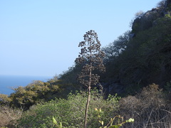 Agave vivipara