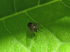 Agromyzinae