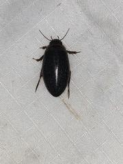 Dytiscoidea