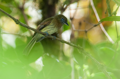 Rhynchocyclus fulvipectus