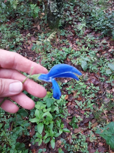 Image of Salvia patens by (c) Roderick Cameron, some rights reserved (CC BY)