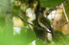 Rhynchocyclus fulvipectus