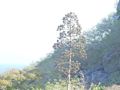 Agave vivipara