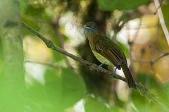 Rhynchocyclus fulvipectus