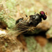 Pachygastrinae - Photo (c) Katja Schulz, some rights reserved (CC BY)
